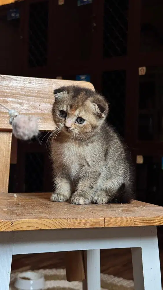Anak kucing scotish fold golden tortie pure line import