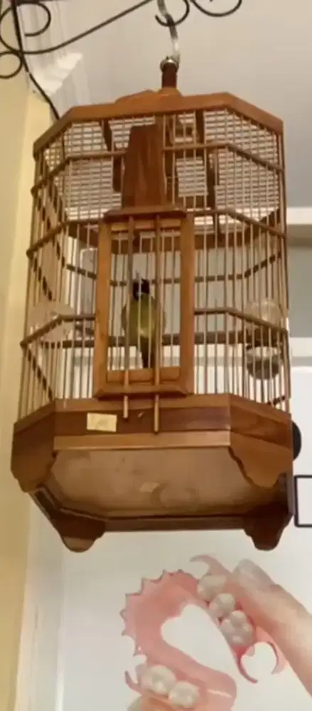 Burung samyang gacor mulus jinak