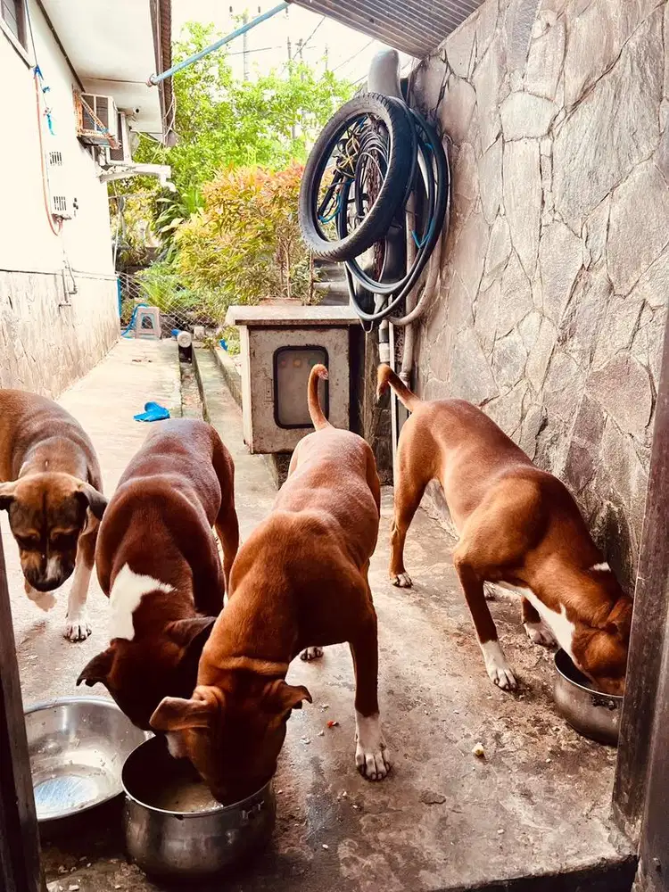 Anjing Pitbull mix besar