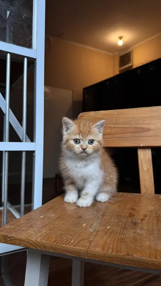 Scotish straight oyen mirip garfield line import