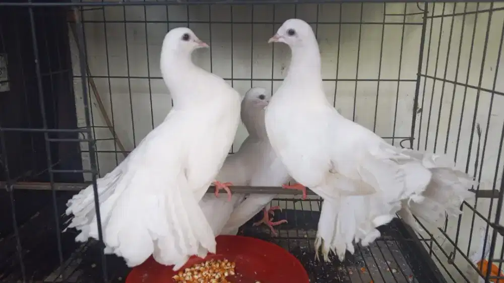 Burung Merpati Putih Hias