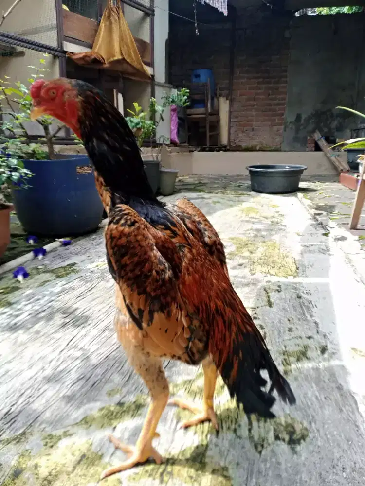 Ayam shamo  eropa
