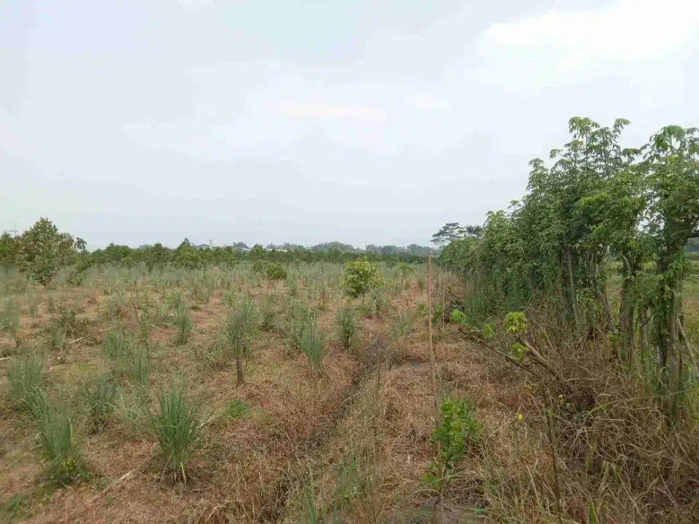 0304.22 dijual tanah lelang Mojokerto di Dlanggu di kolam Gus nur