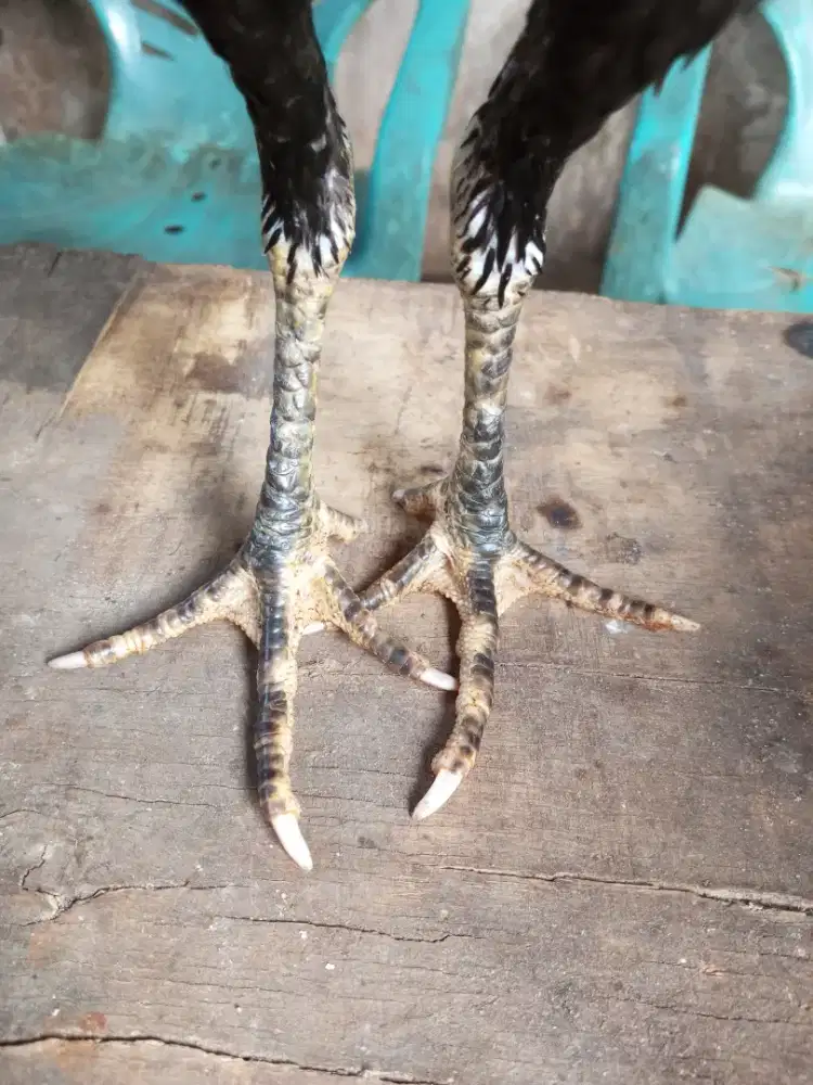 ayam bangkok pakhoy x vietnam/ganoi sisik full ubed