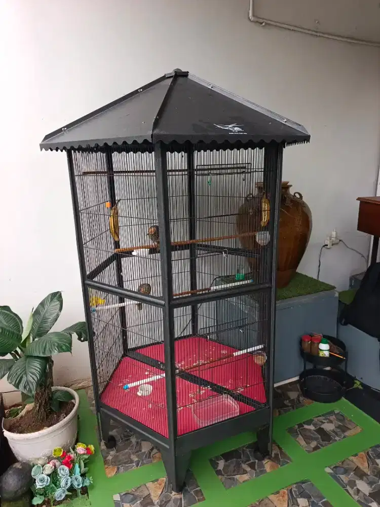 Cucak rowo / cucak rawa