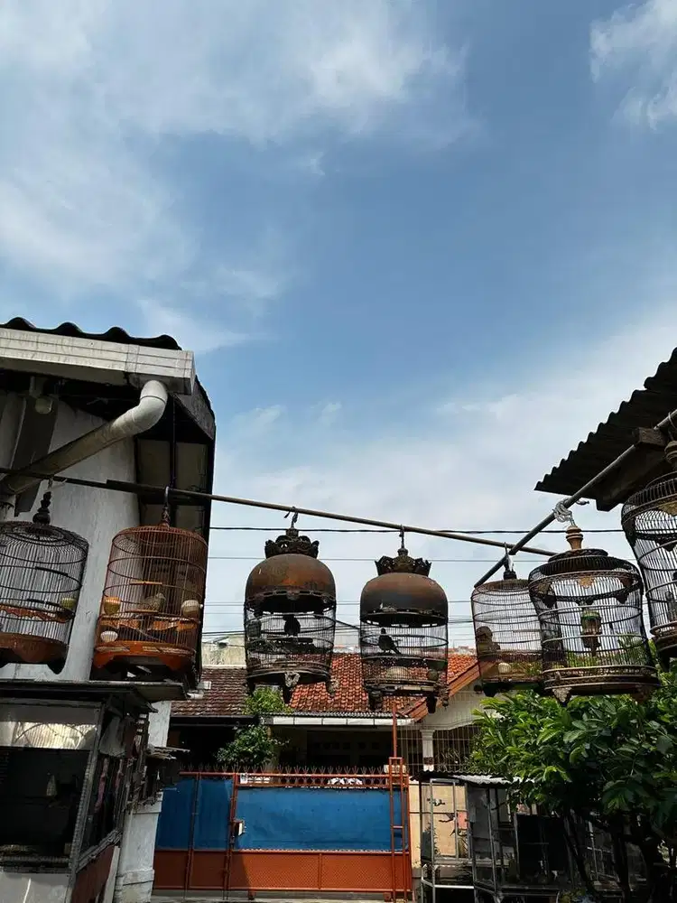 BURUNG PERKUTUT BANGKOK