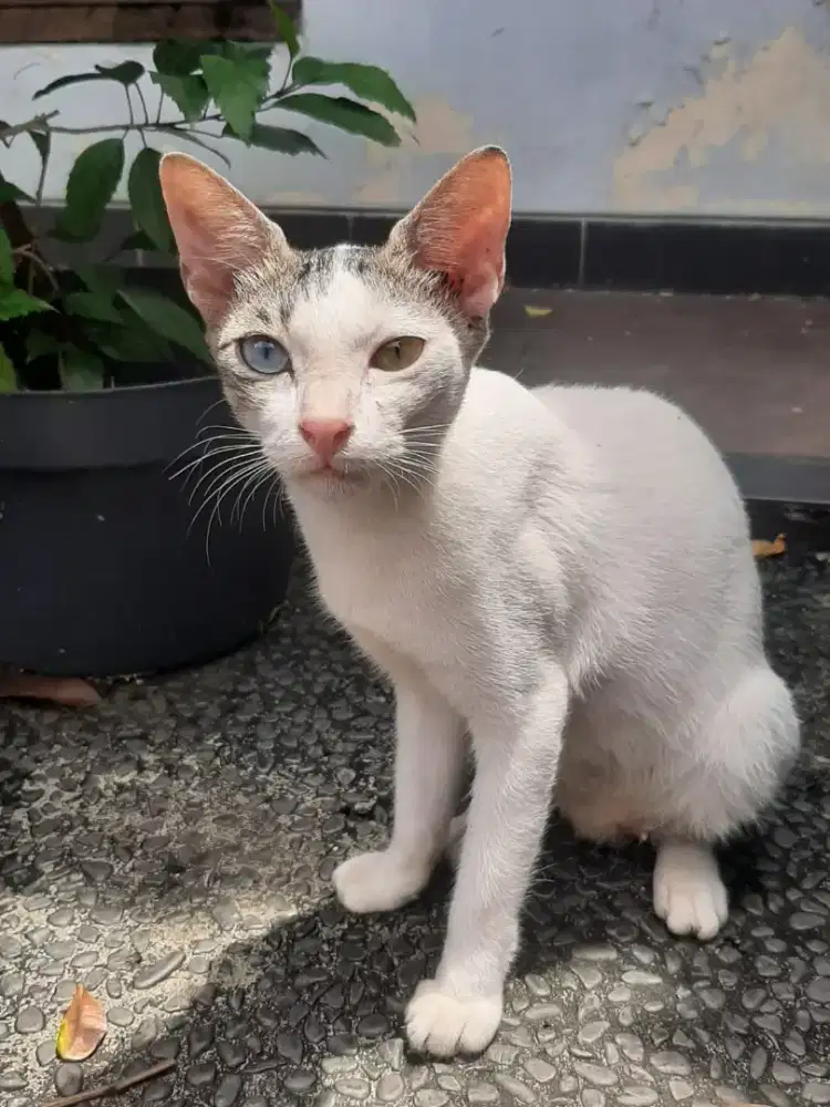 Kucing odd eye biru kuning