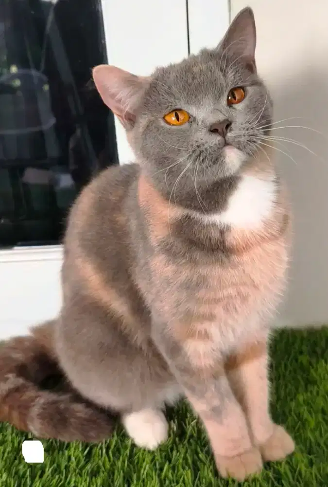 Bismillahirrahmanirrahim