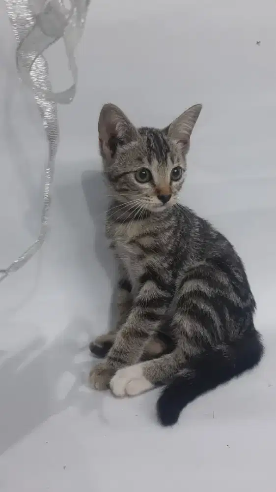 Anak kucing free adopt