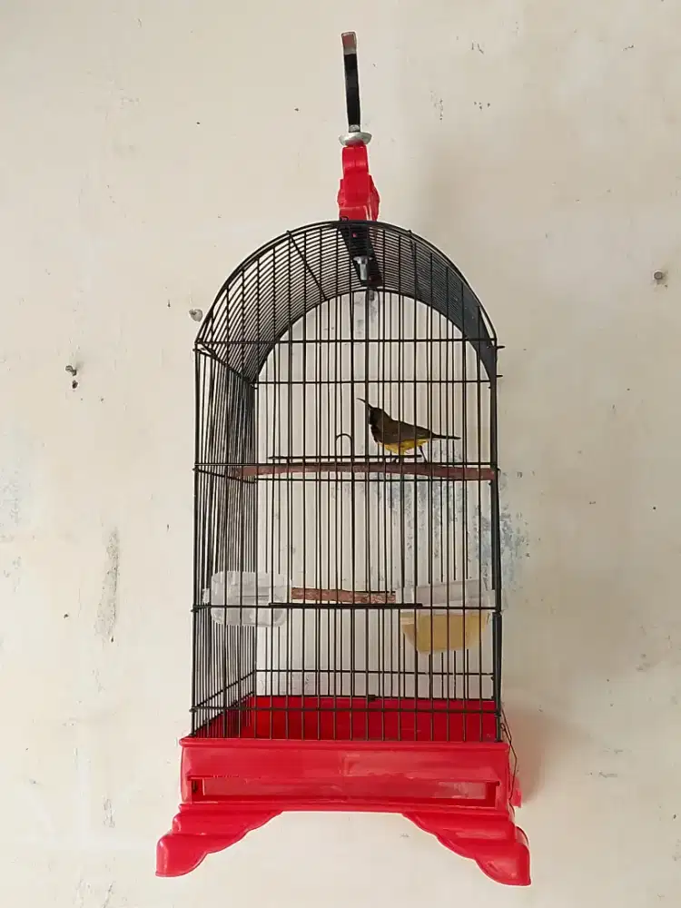 Burung pemakan sirup bahanan full set kandang