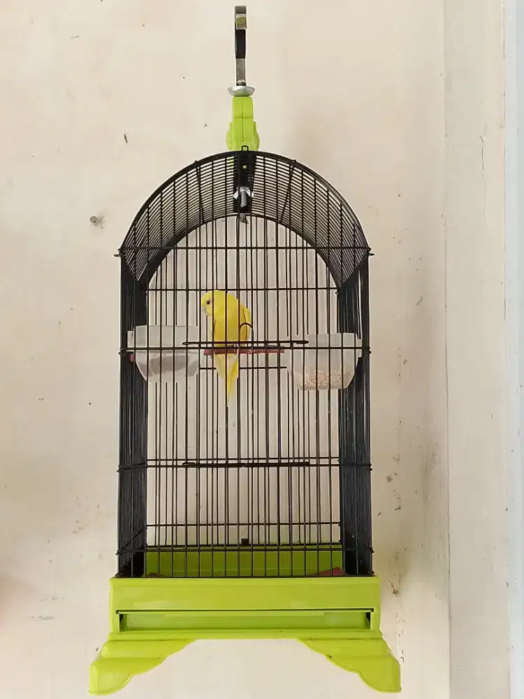 Burung parkit lokal lutino mata hitam jinakan full set kandang