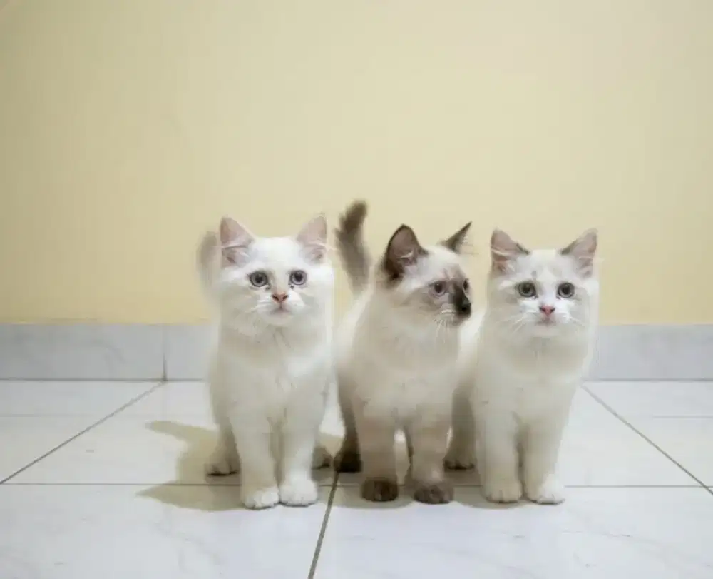 Kitten Kucing Ragdoll