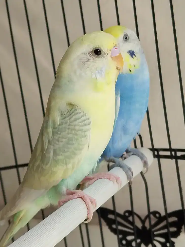 Burung parkit sepasang jodohan akur