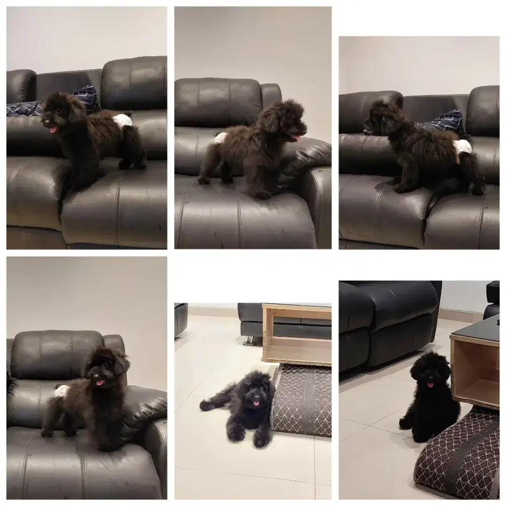 puppy poodle bersurat !!! no php !!!