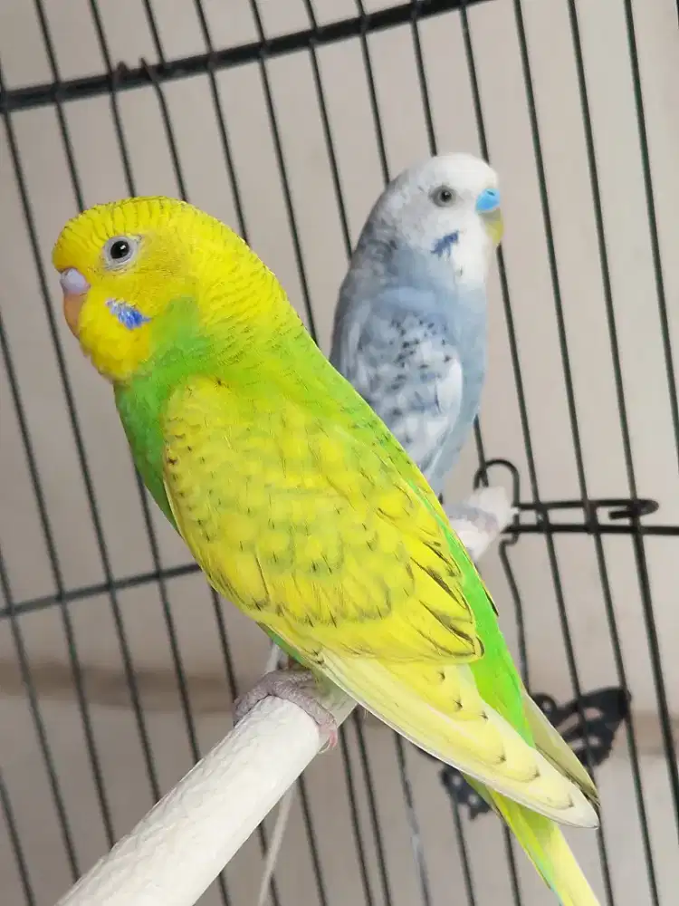 Burung parkit cantik sepasang juga jodohan