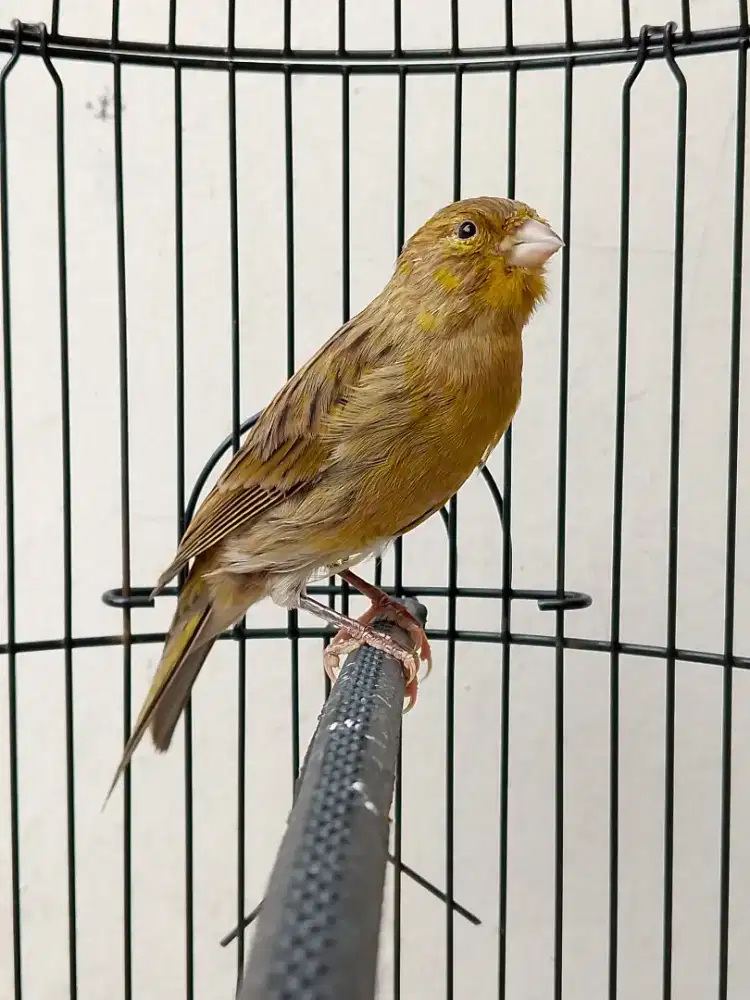 Burung kenari loper ijo botol gacor