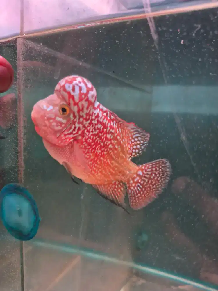 Ikan Louhan Kamfa F2 (bukan gb)