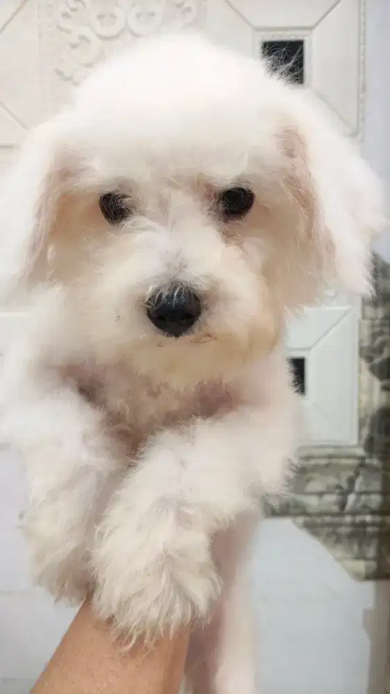 bichon female pure breed
