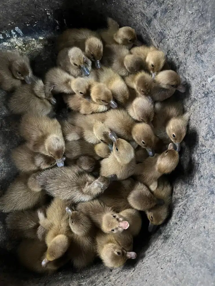 jual bibit bebek jantan dan betina