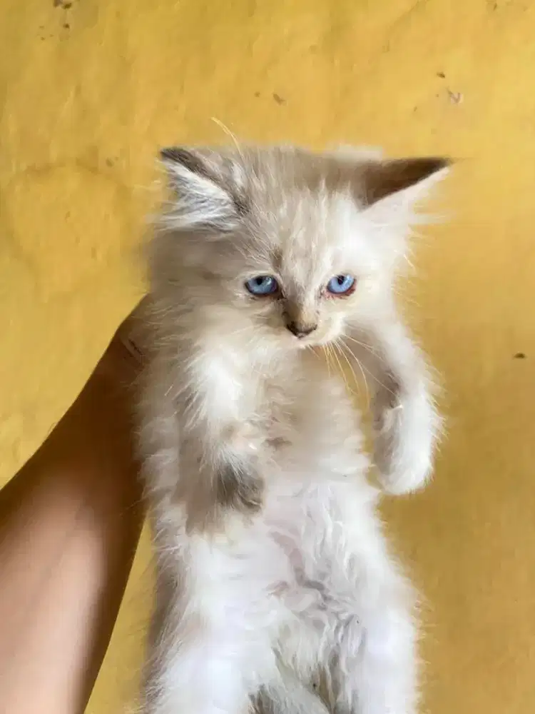 kucing kiten kitten anggora persia