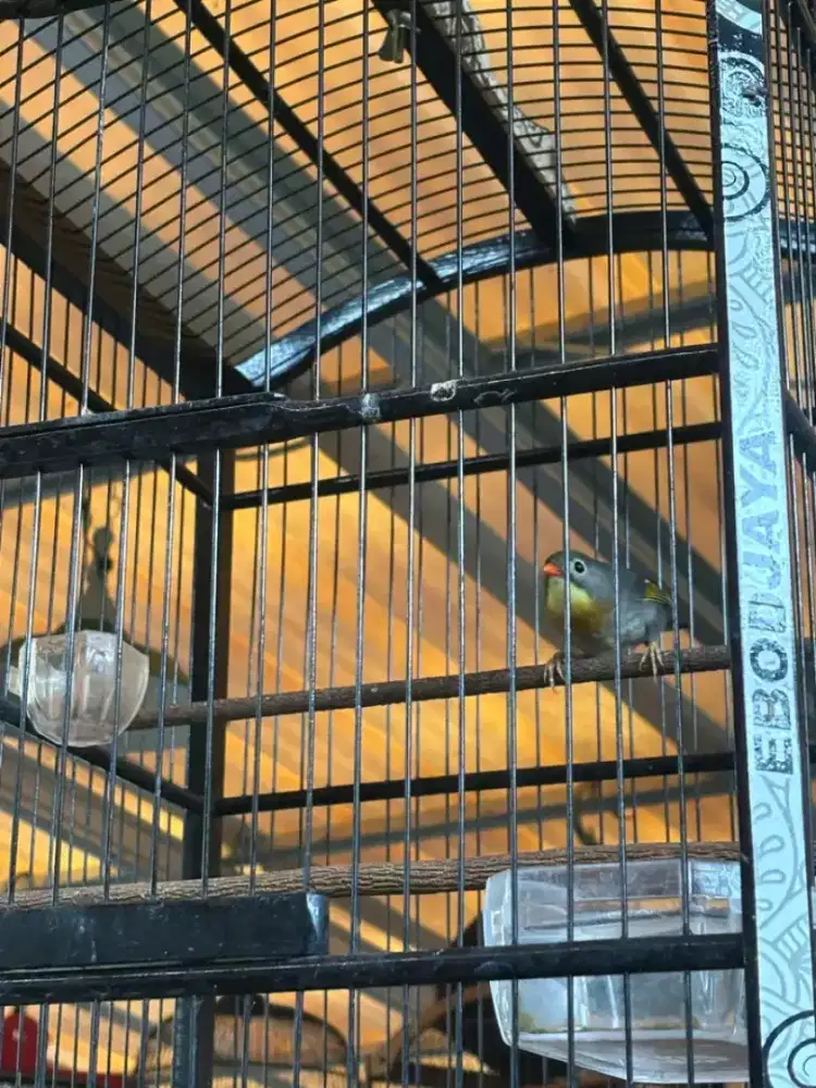 Burungrobin rawatan rajin bunyi