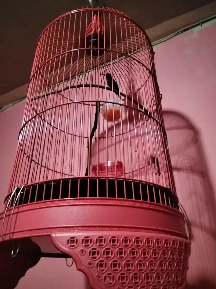 Konin dacok gacor dor full materi