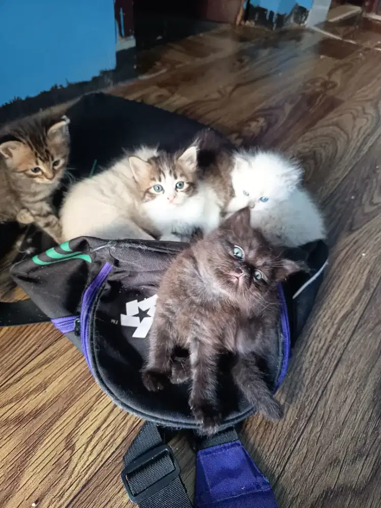 Kucing kitten 5 ekor anakan persia bulu kapas