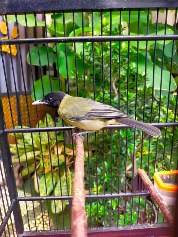 Samyong jantan rawatan rajin bunyi