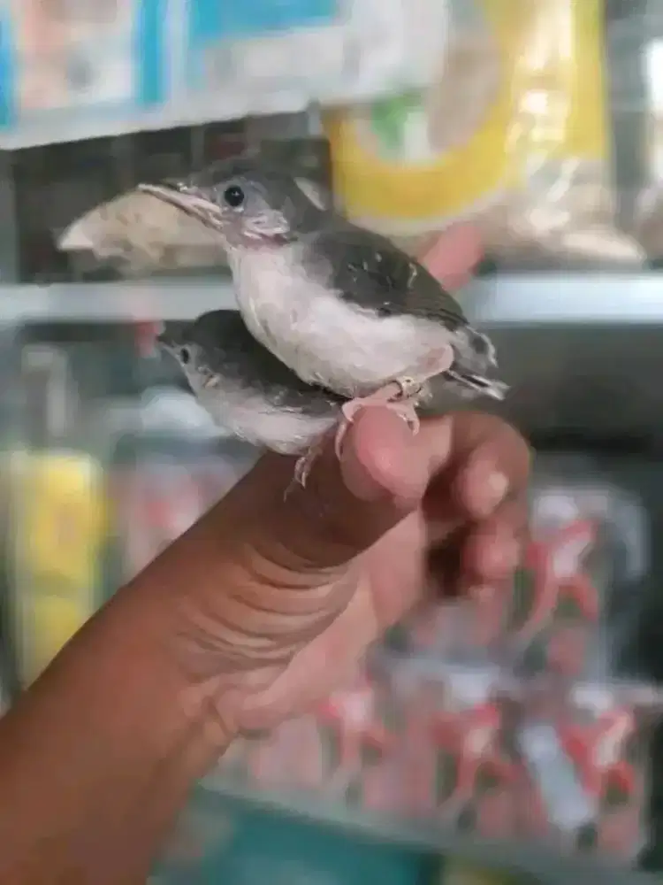 Paud ciblek cristal sepasang mandirian