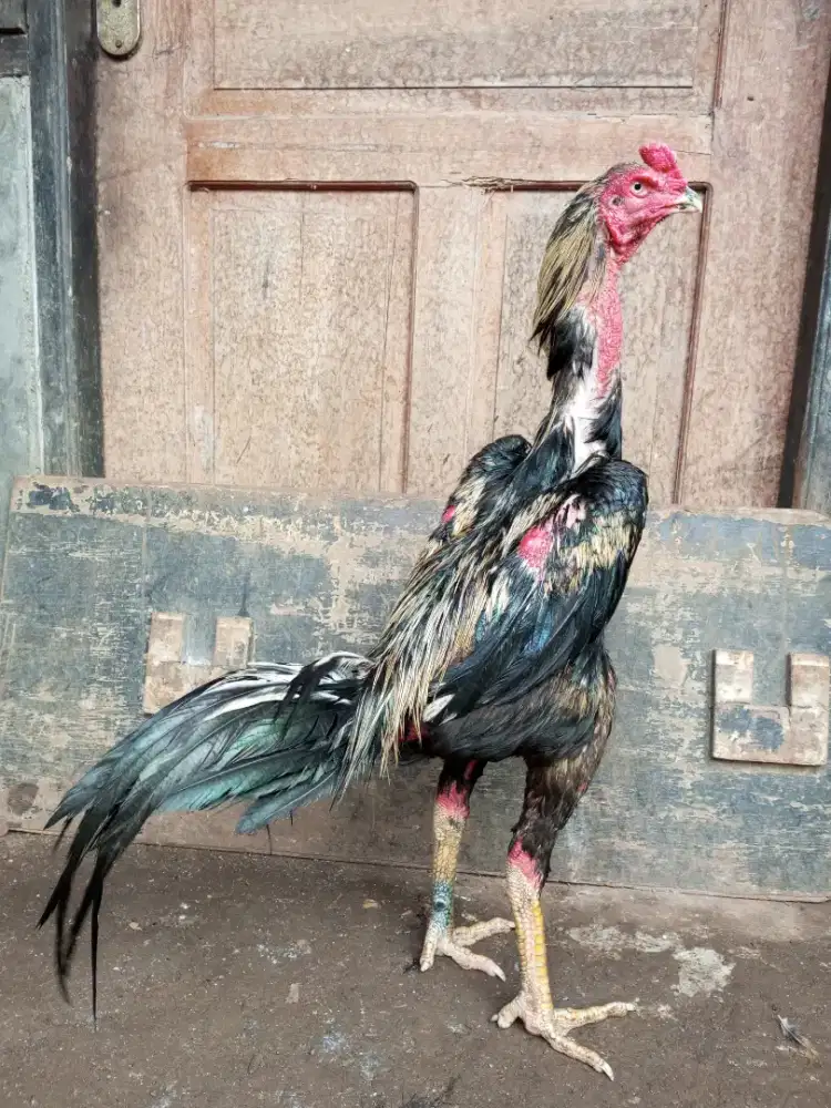 ayam Bangkok pacek, ukuran tinggi