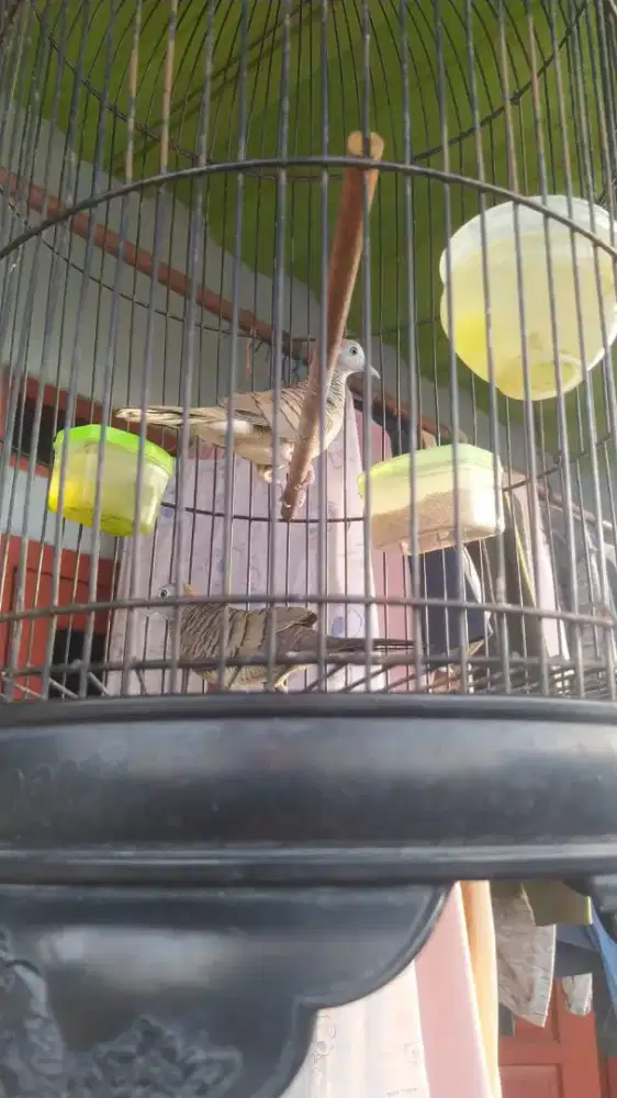 Jual Burung perkutut lokal sepasang