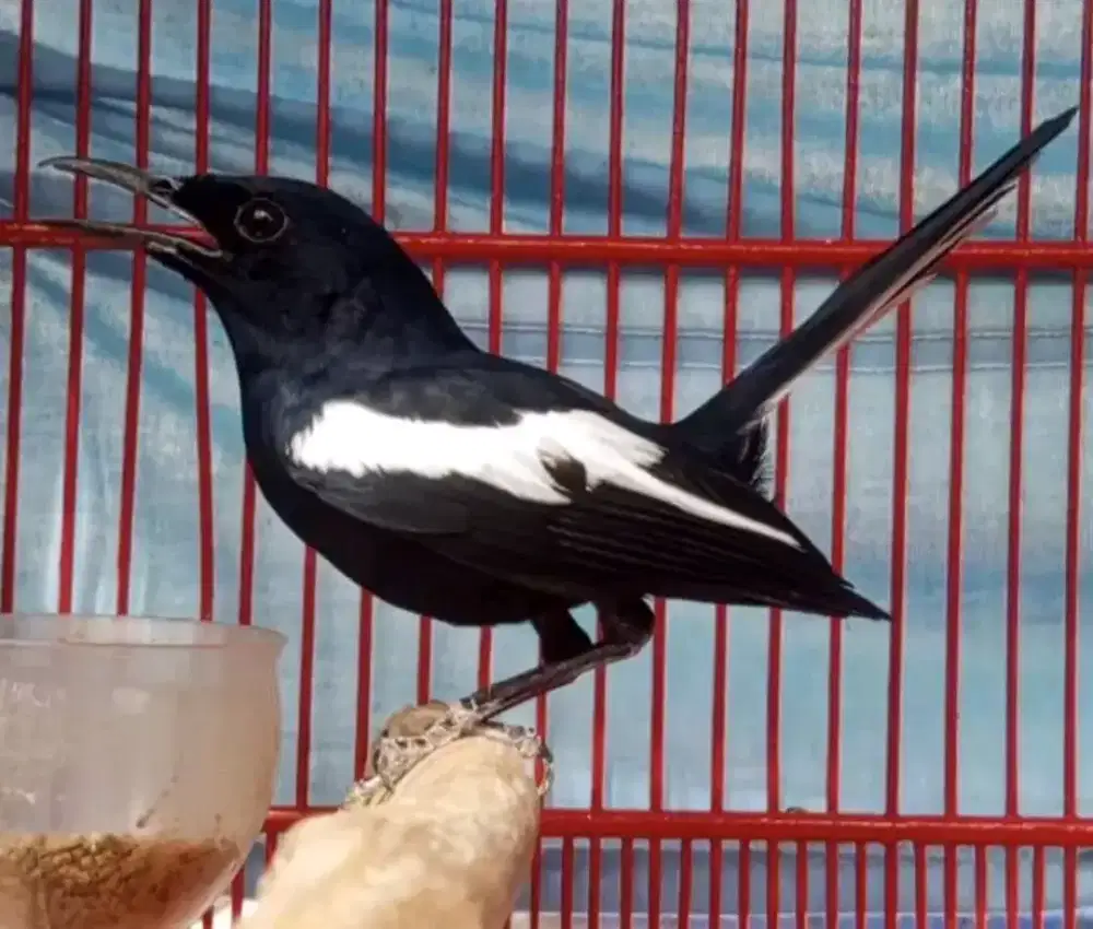 Kacer dahit jatim mulus rajin