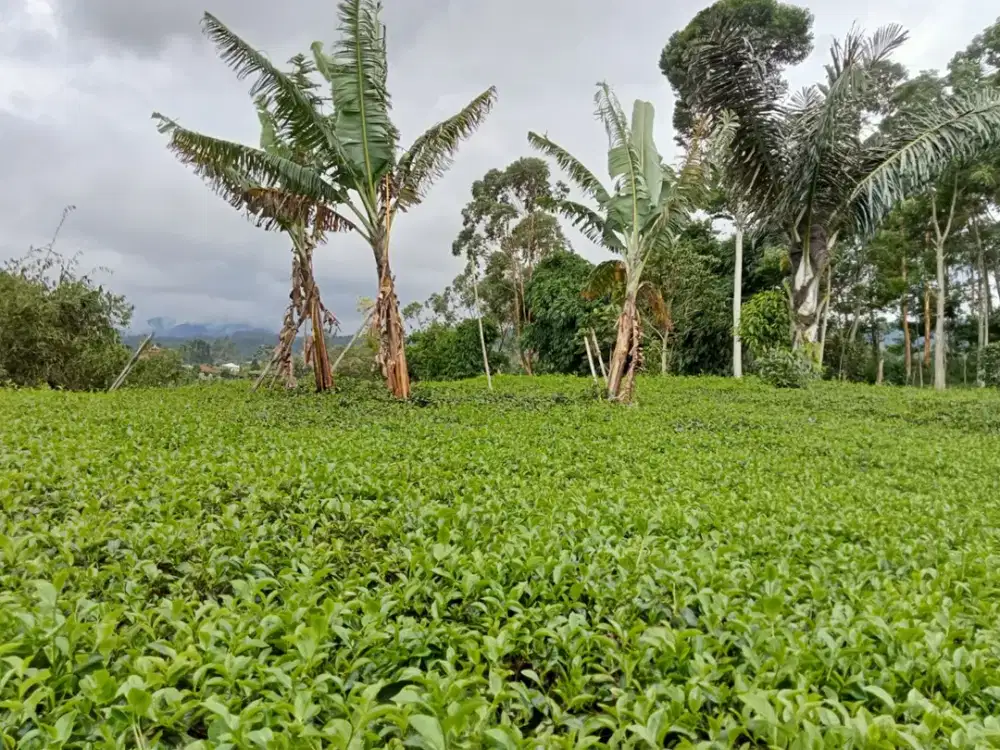 Dijual Tanah Padat Cocok  Untuk villa Pasir Jambu Ciwidey