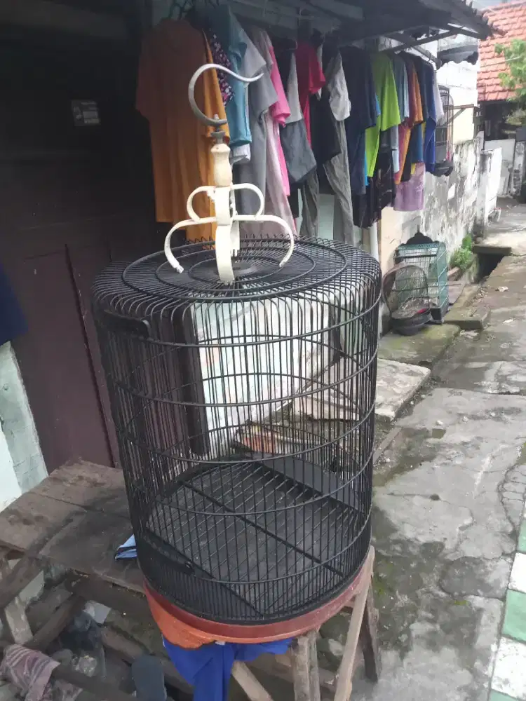 Jual sangkar murai ukuran 58