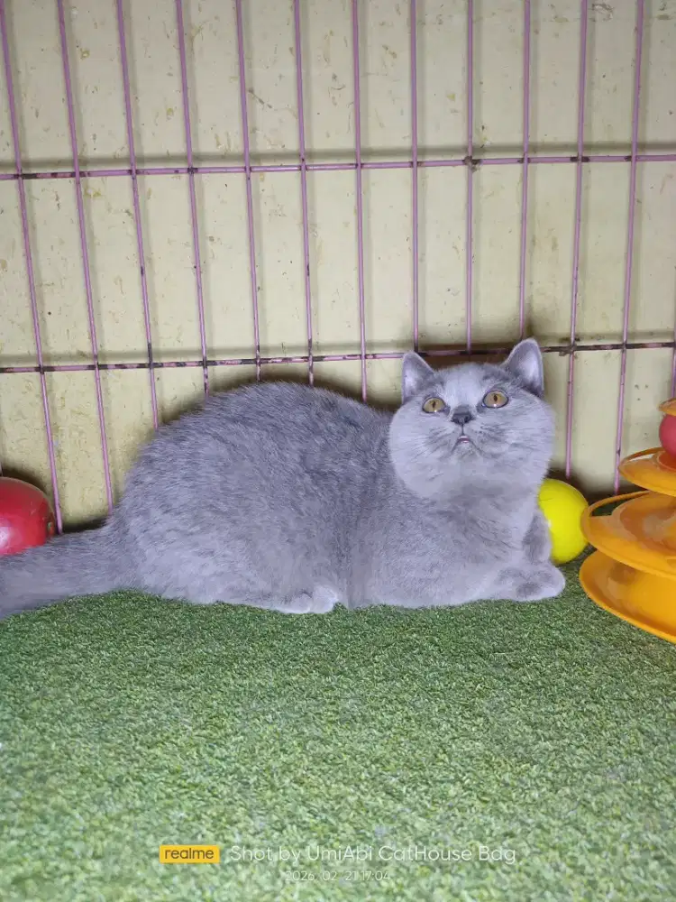 Kitten British Short Hair betina