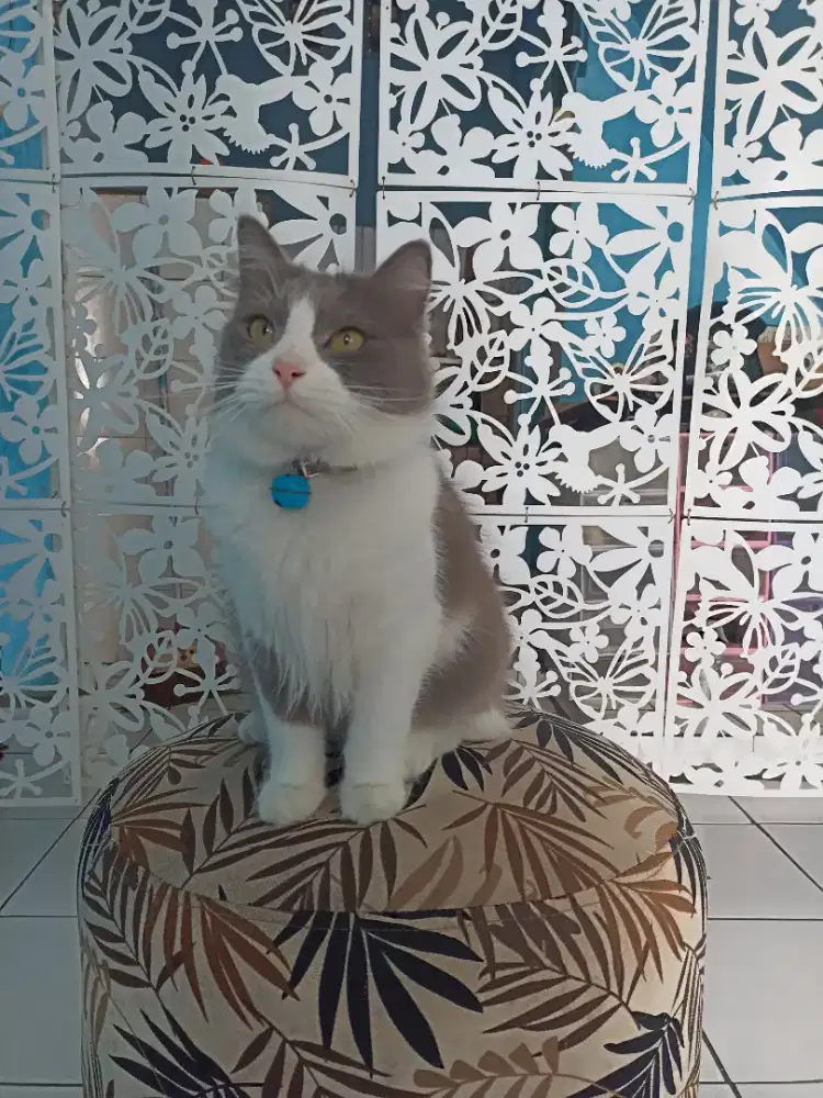 Kucing Persia putih abu