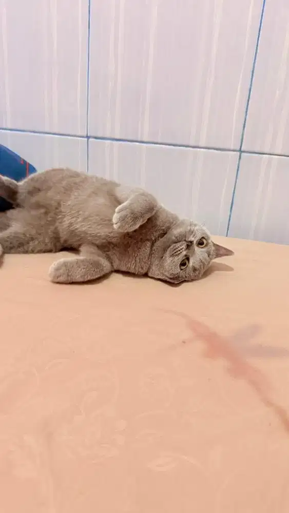 British shorthair Betina