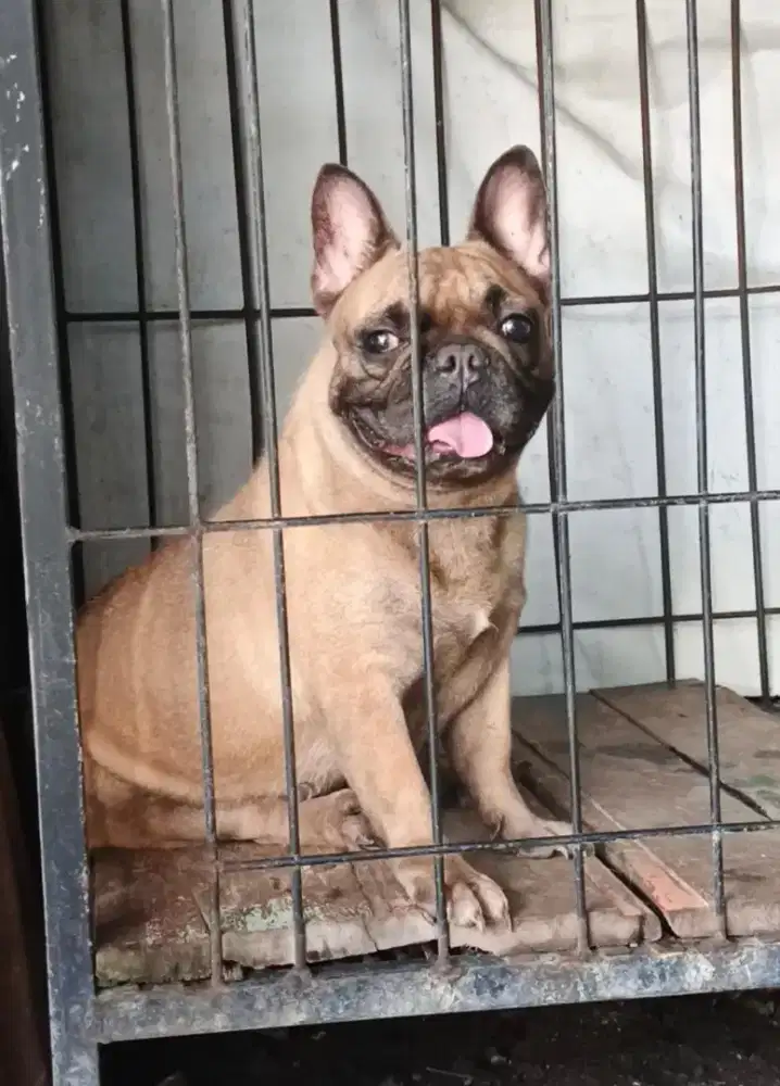 French Bulldog betina mulus tanpa cacat