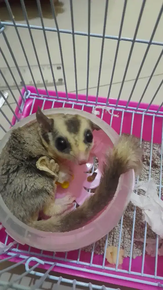 Sugar Glider + kandang hamster full set.