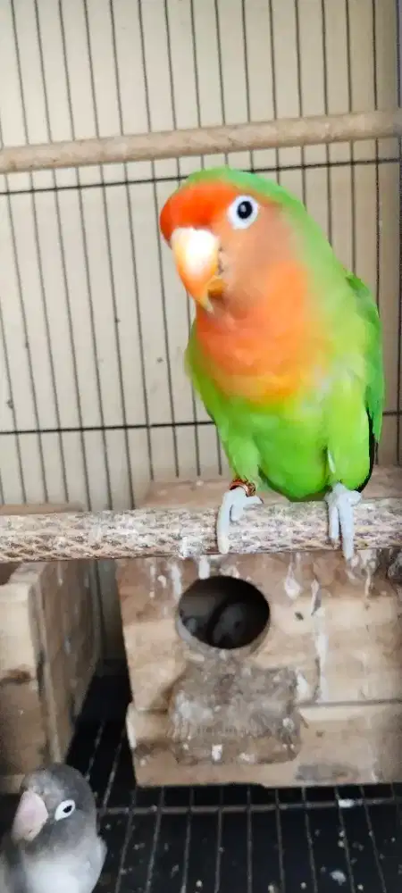 Lovebird sepasang kekasih A3 net Burja
