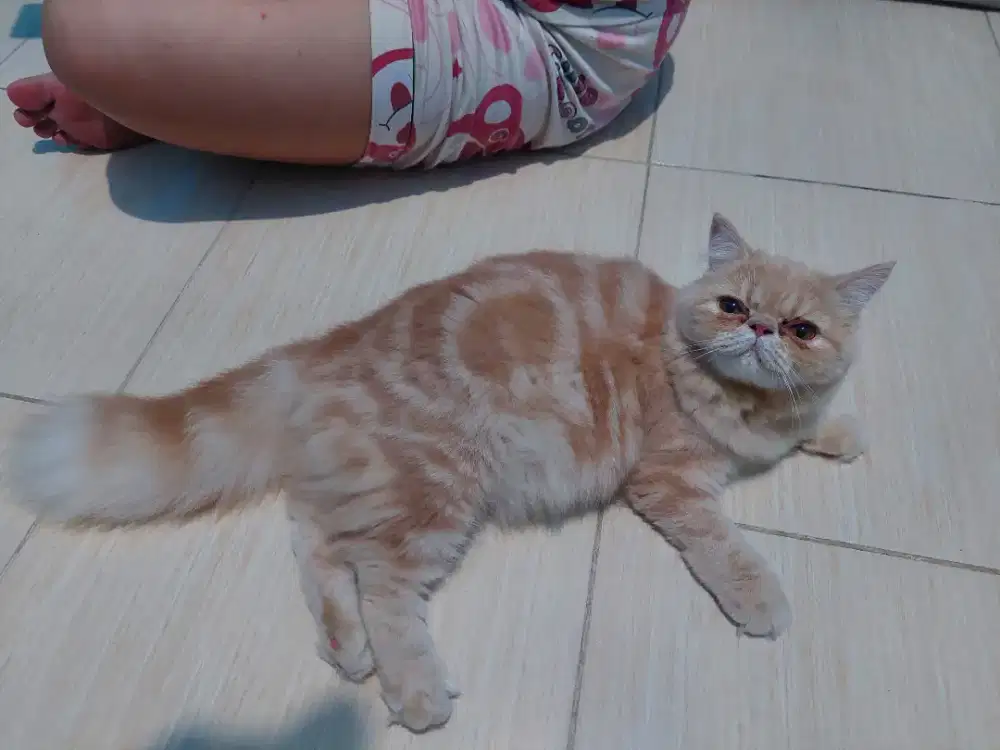 Kucing peaknose betina 7 bulan super cakep