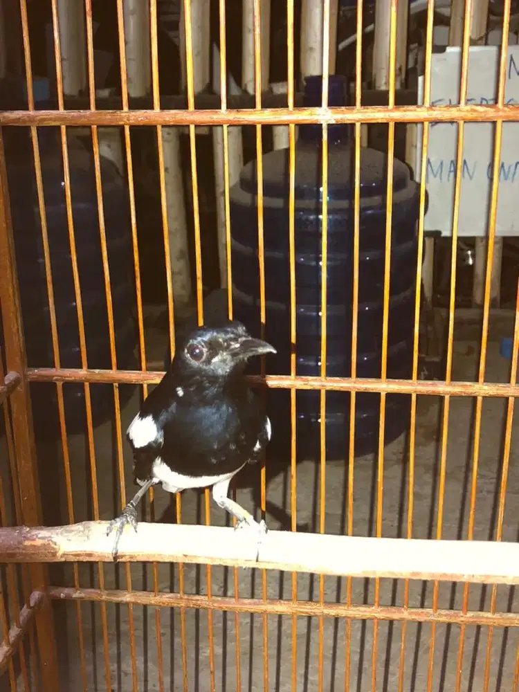 KACER BLOROK DEKER GACOR