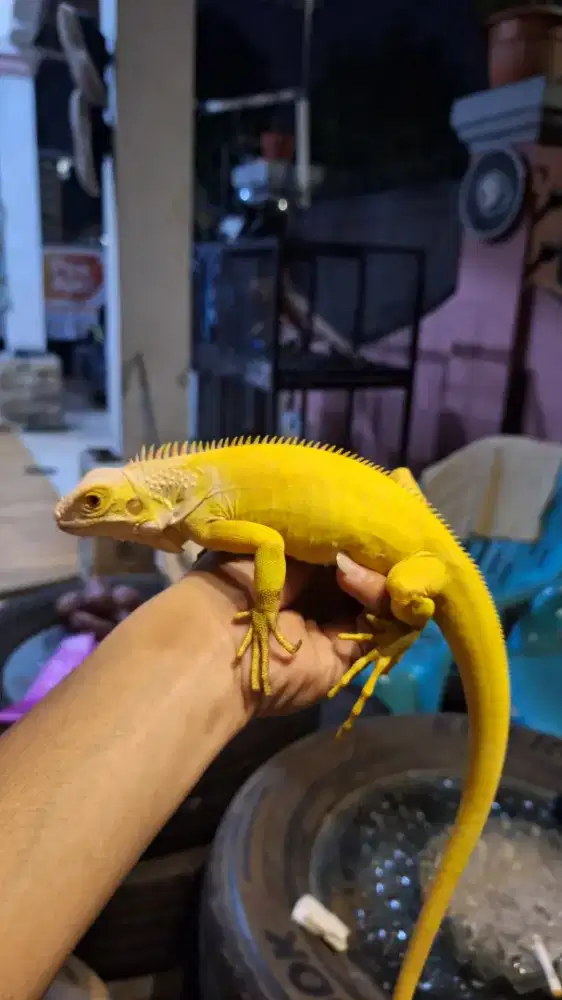 Iguana Green Albino