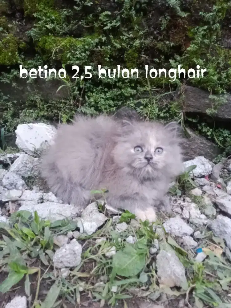 Kucing Persia medium