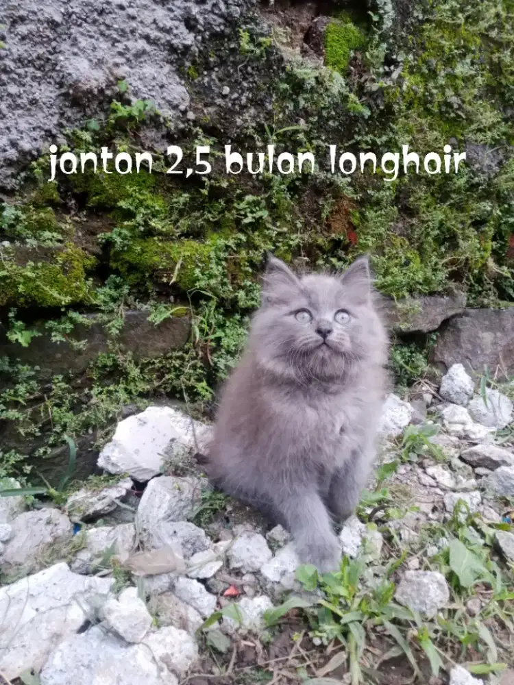 Kucing Persia medium