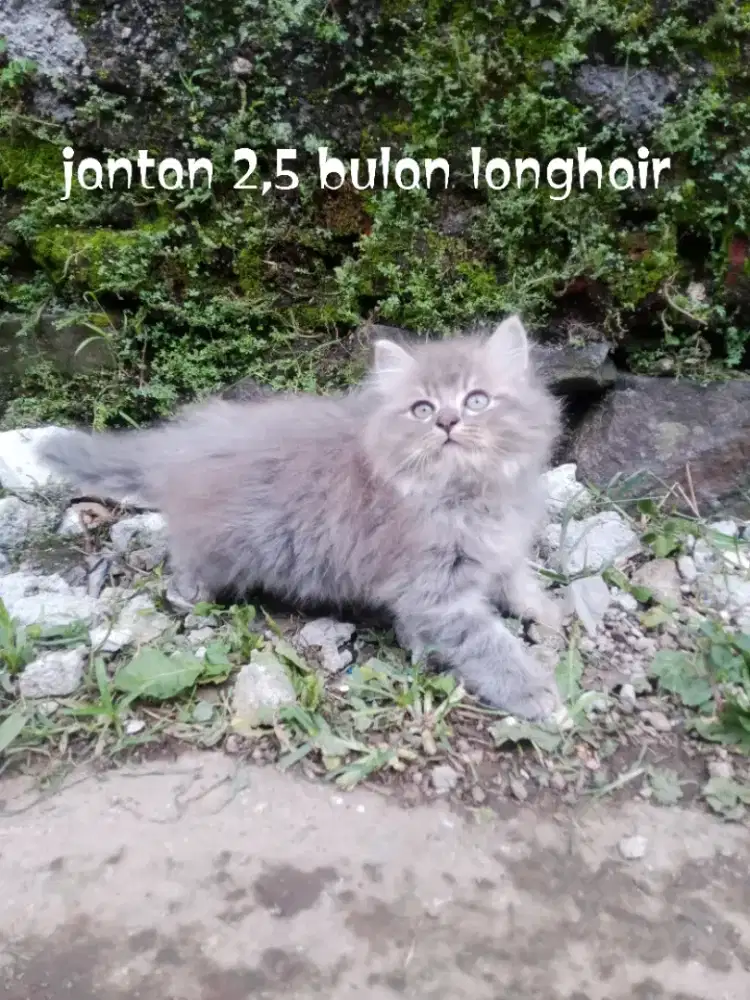 Kucing Persia medium