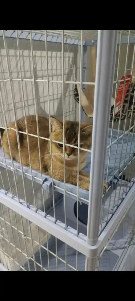 BSH Gold Betina NY25 hamil