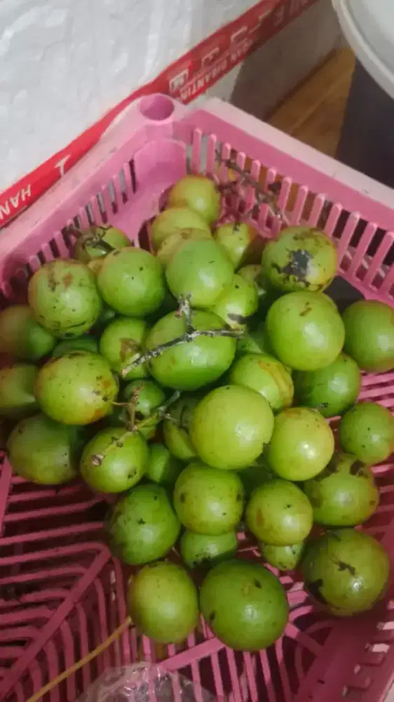 Buah jatake gabdaria