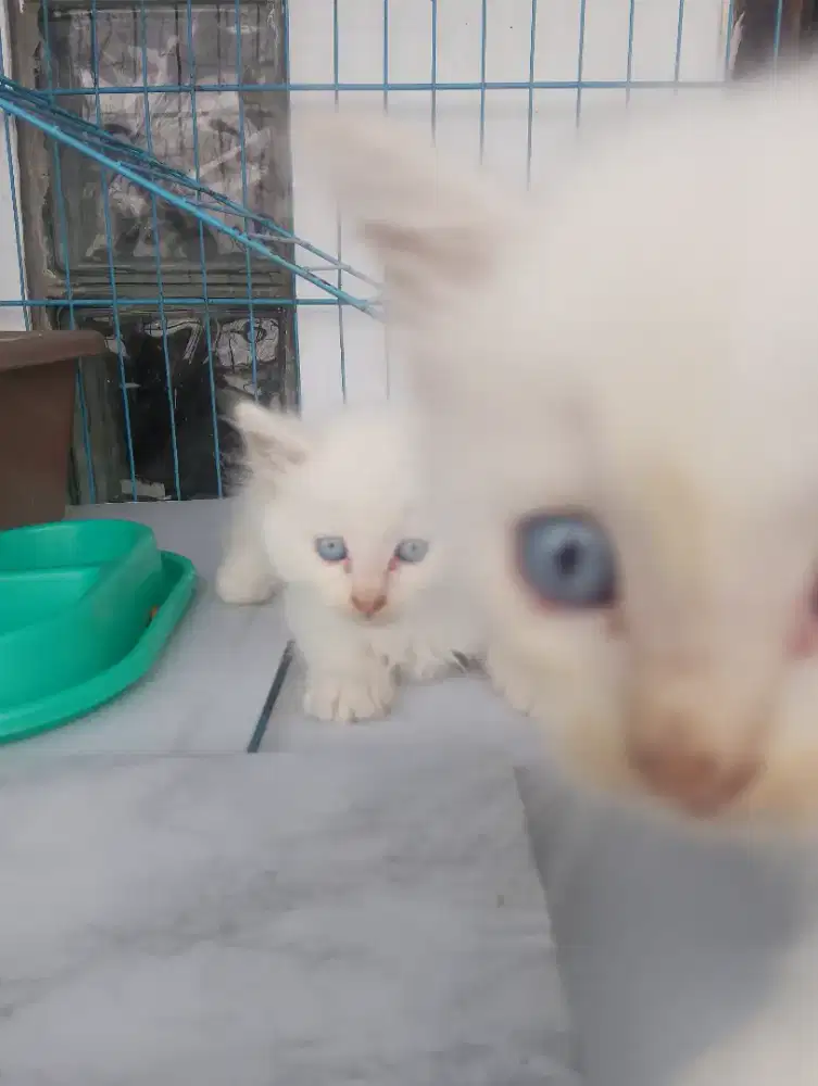 Kitten mix persia x himalaya