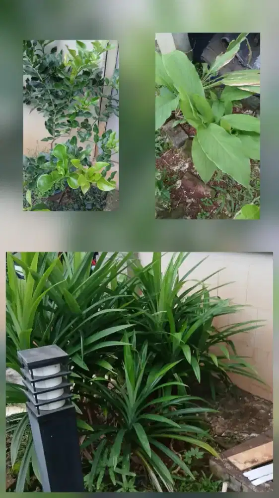 Dicari ART kerja jam 9.00 daerah gading serpong